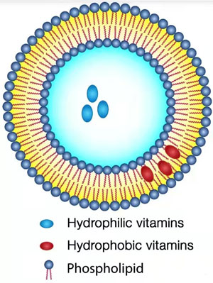脂质体结构示意图 脂质体结构示意图