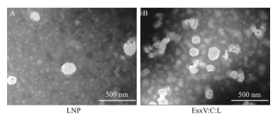 LNP透射电镜观察 LNP透射电镜观察
