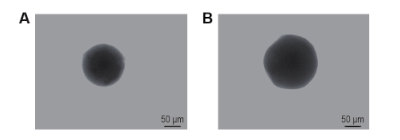 NGN-NL（A）及 PTP@NGN-NL（B）电镜检测结果