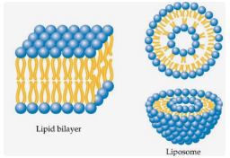 脂质体示意图 脂质体示意图